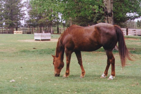 Young Bee, Chestnut Mare