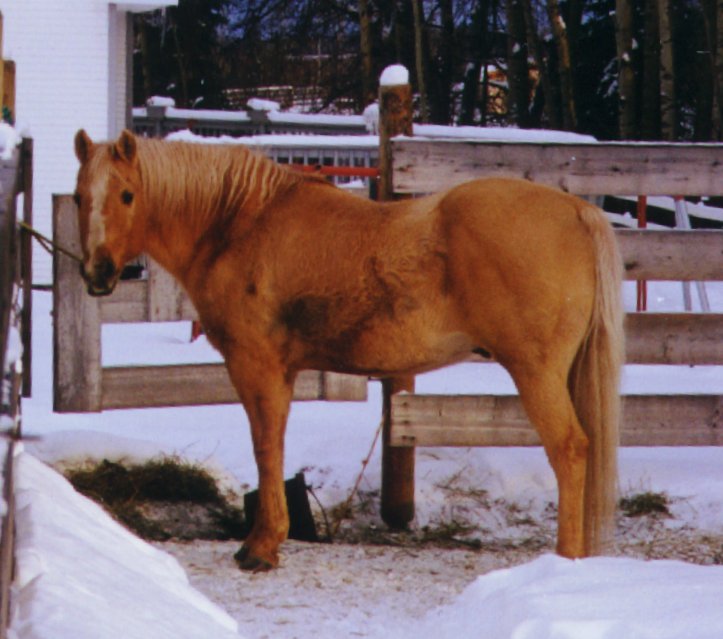 Peter's Lucky, Palomino Quarter Horse